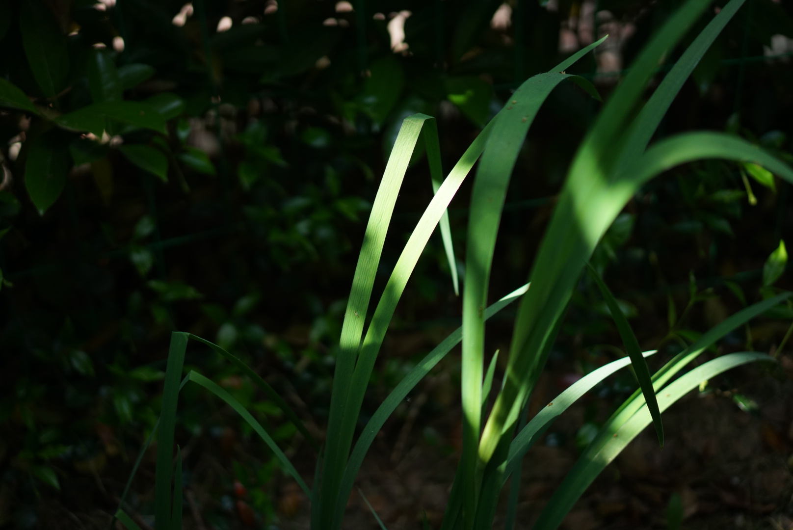 Botanical 01