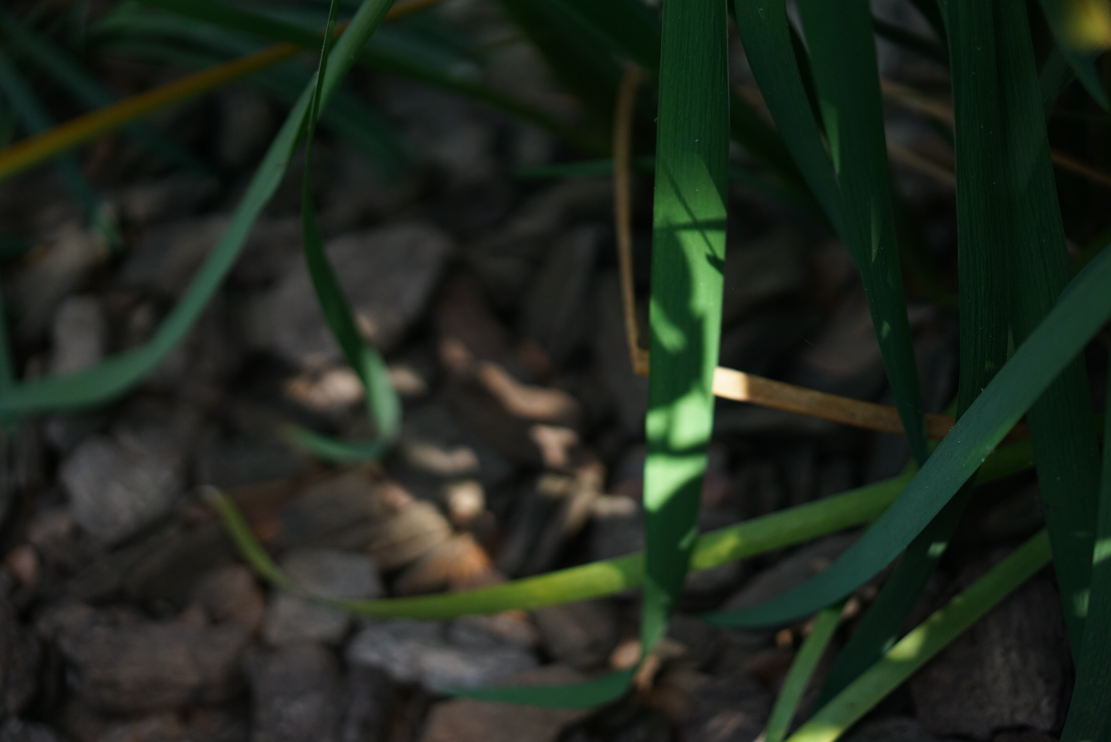 Botanical 02
